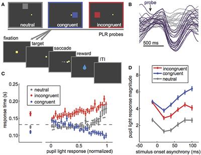 Both a Gauge and a Filter: Cognitive Modulations of Pupil Size